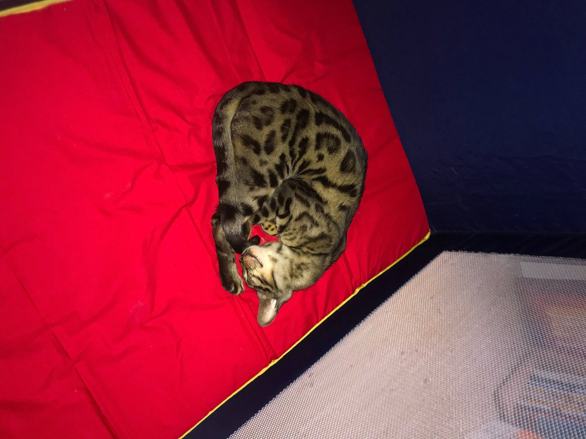 Alpha a rejoint le concours — aidez-le/la à gagner de superbes lots ! bengal, carnivore, cat, egyptian_mau, felidae, kitten, ocicat, small_to_medium_sized_cats, whiskers