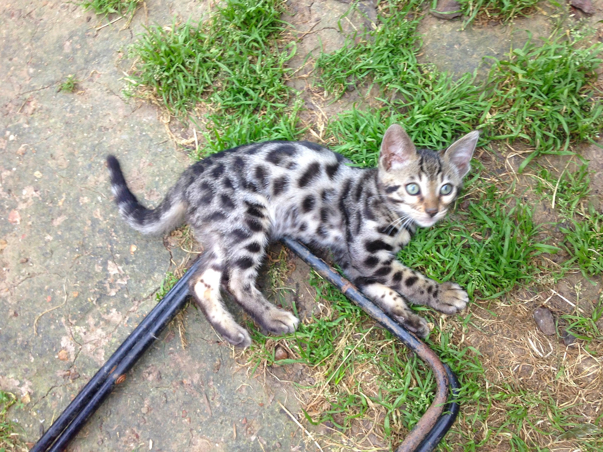 Alpha a rejoint le concours — aidez-le/la à gagner de superbes lots ! arabian_mau, asian, bengal, carnivore, cat, egyptian_mau, felidae, grass, kitten, mammal, ocelot, ocicat, rusty_spotted_cat, savannah, small_to_medium_sized_cats, terrestrial_animal, vertebrate, whiskers, wild_cat, wildlife