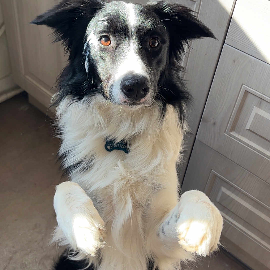 Vador participe au concours pour gagner de l'argent avec cette photo : animal, ball, beverage, canine, closet, cockerspaniel, coffee, coffeecup, collie, cupboard, dog, drawer, furniture, hound, husky, indoors, pet, puppy, sport, wood