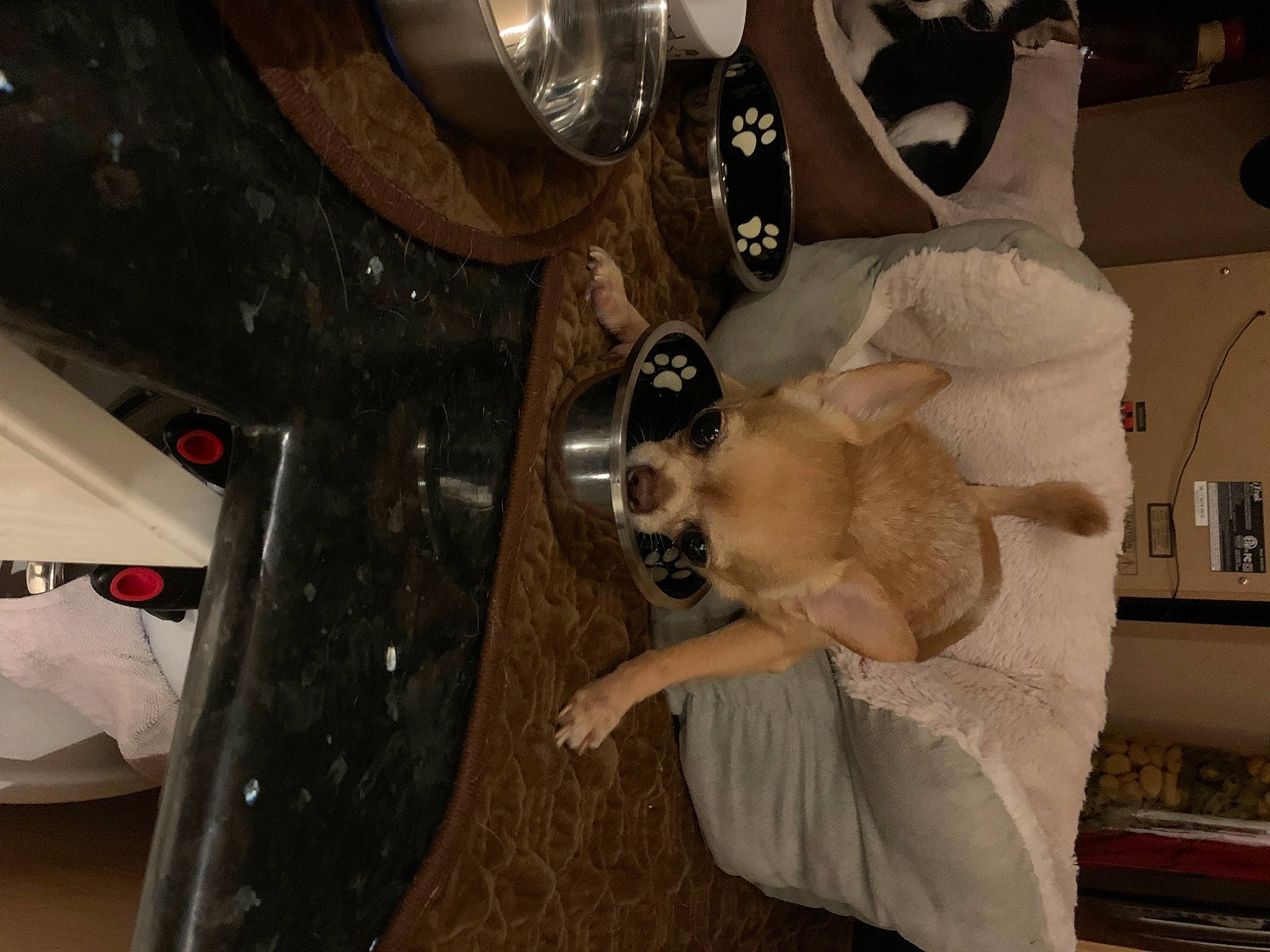 Eragon is registered to the contest to win money with this photo: art, auto_part, automotive_design, comfort, companion_dog, dress, fawn, felidae, flash_photography, flooring, fun, fur, luxury_vehicle, metal, room, tail, teddy_bear, toy, vehicle_door, wood