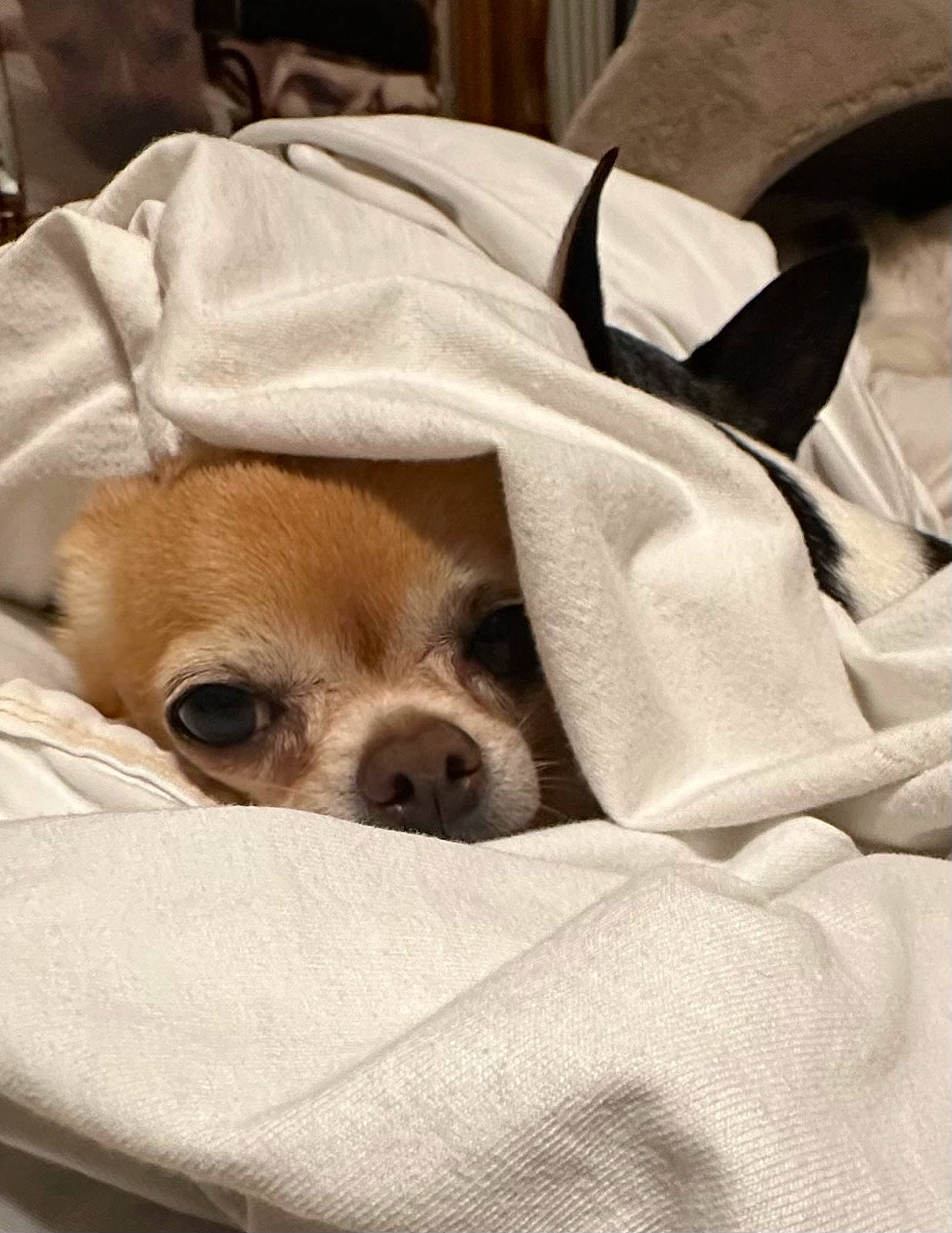 Eragon is registered to the contest to win money with this photo: bedding, bored, canidae, carnivore, comfort, companion_dog, corgi_chihuahua, dog, dog_breed, dog_supply, duvet, fawn, fur, linens, nap, sleep, snout, sporting_group, terrestrial_animal, toy_dog