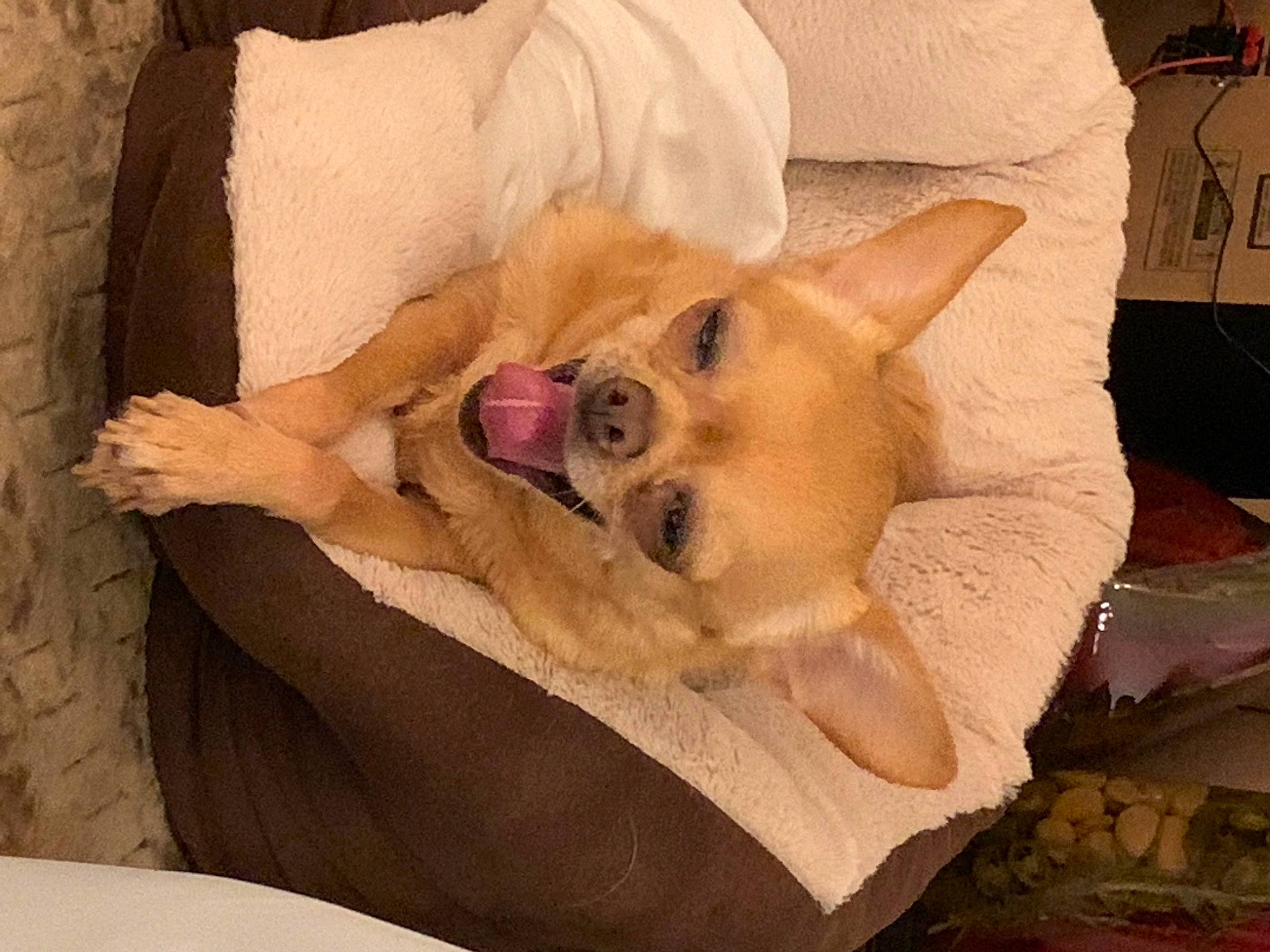 Eragon joined the competition — help win amazing prizes! canidae, carnivore, comfort, companion_dog, corgi_chihuahua, dog, dog_breed, dog_supply, fawn, felidae, fur, linens, nap, paw, snout, spitz, sporting_group, toy_dog, whiskers, working_animal