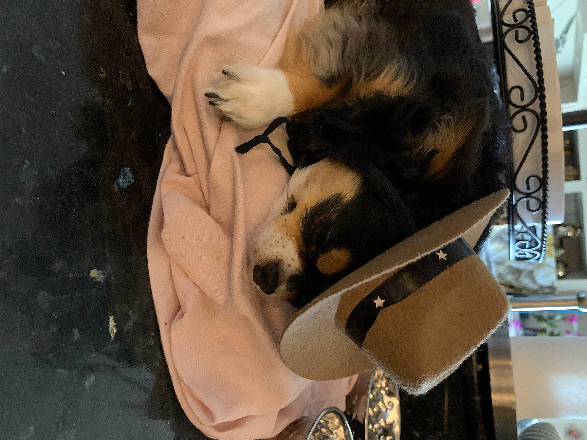 Raven joined the competition — help win amazing prizes! canidae, carnivore, comfort, companion_dog, dog, dog_breed, fawn, felidae, fur, guard_dog, nap, non_sporting_group, panda, paw, sporting_group, whiskers