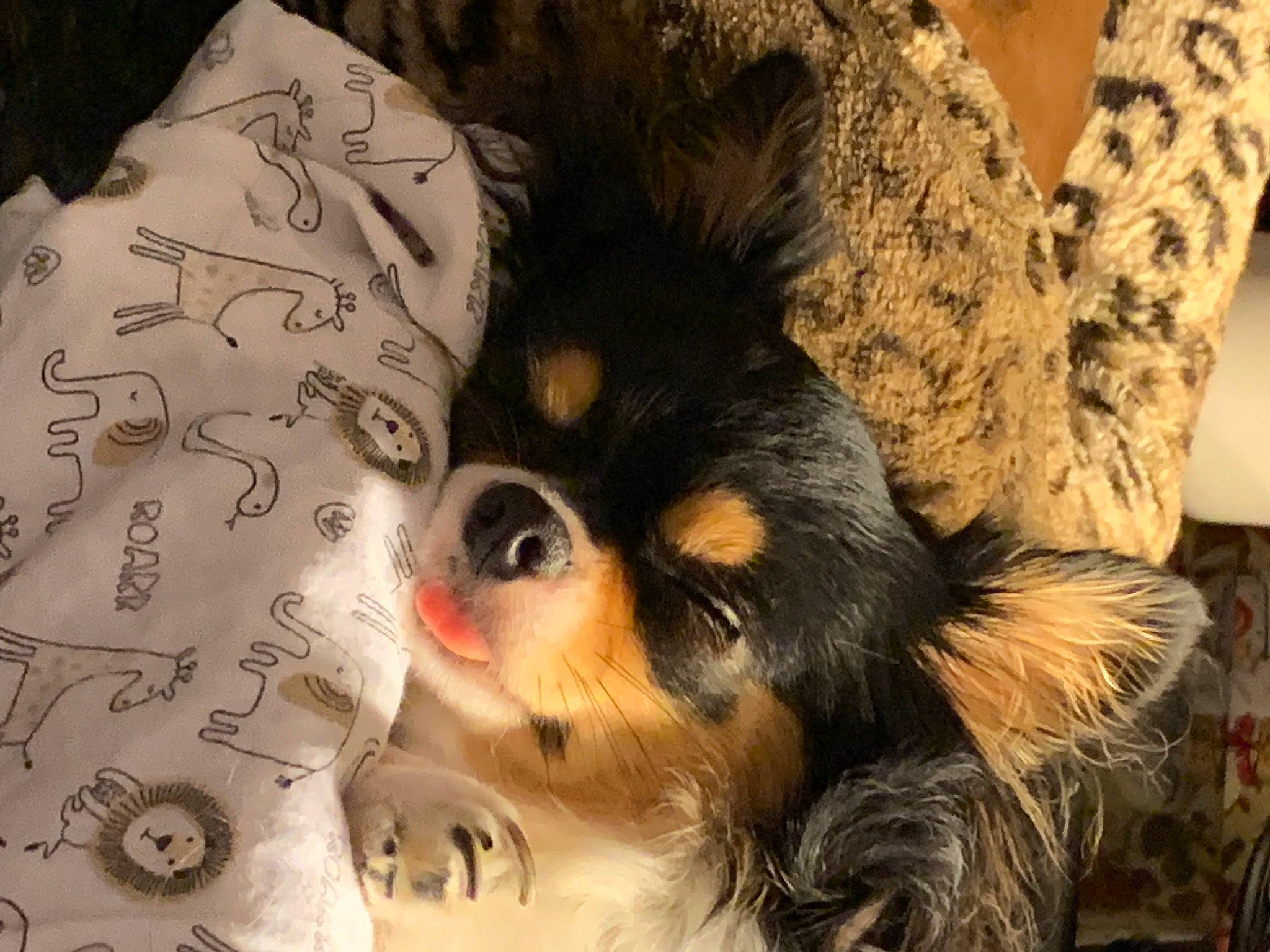 Raven is registered to the contest to win money with this photo: canidae, carnivore, comfort, companion_dog, dog, dog_breed, fawn, fur, linens, paw, puppy, snout, sporting_group, terrestrial_animal, toy_dog, whiskers, wildlife, working_animal, working_dog