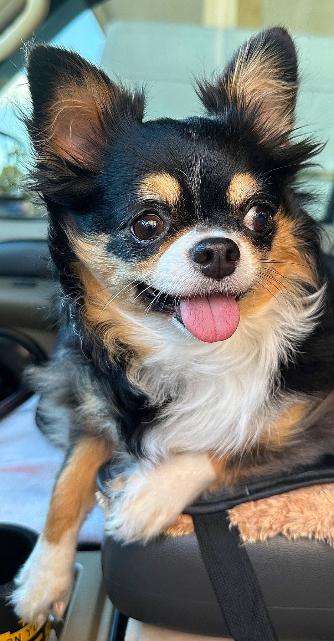 Raven is registered to the contest to win money with this photo: car, carnivore, companion_dog, dog, dog_breed, dog_supply, fur, snout, terrestrial_animal, toy_dog, vehicle, whiskers, working_animal, working_dog