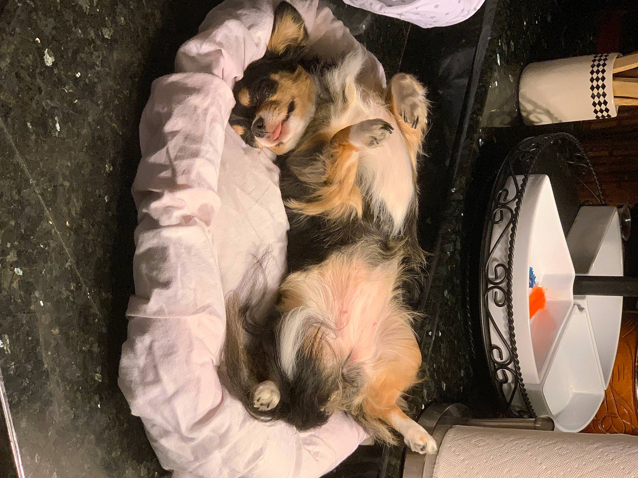 Raven is registered to the contest to win money with this photo: canidae, carnivore, comfort, companion_dog, dog, dog_breed, fawn, felidae, fur, mechanical_fan, nap, paw, pet_supply, puppy, schnauzer, small_to_medium_sized_cats, sporting_group, tail, toy_dog, whiskers