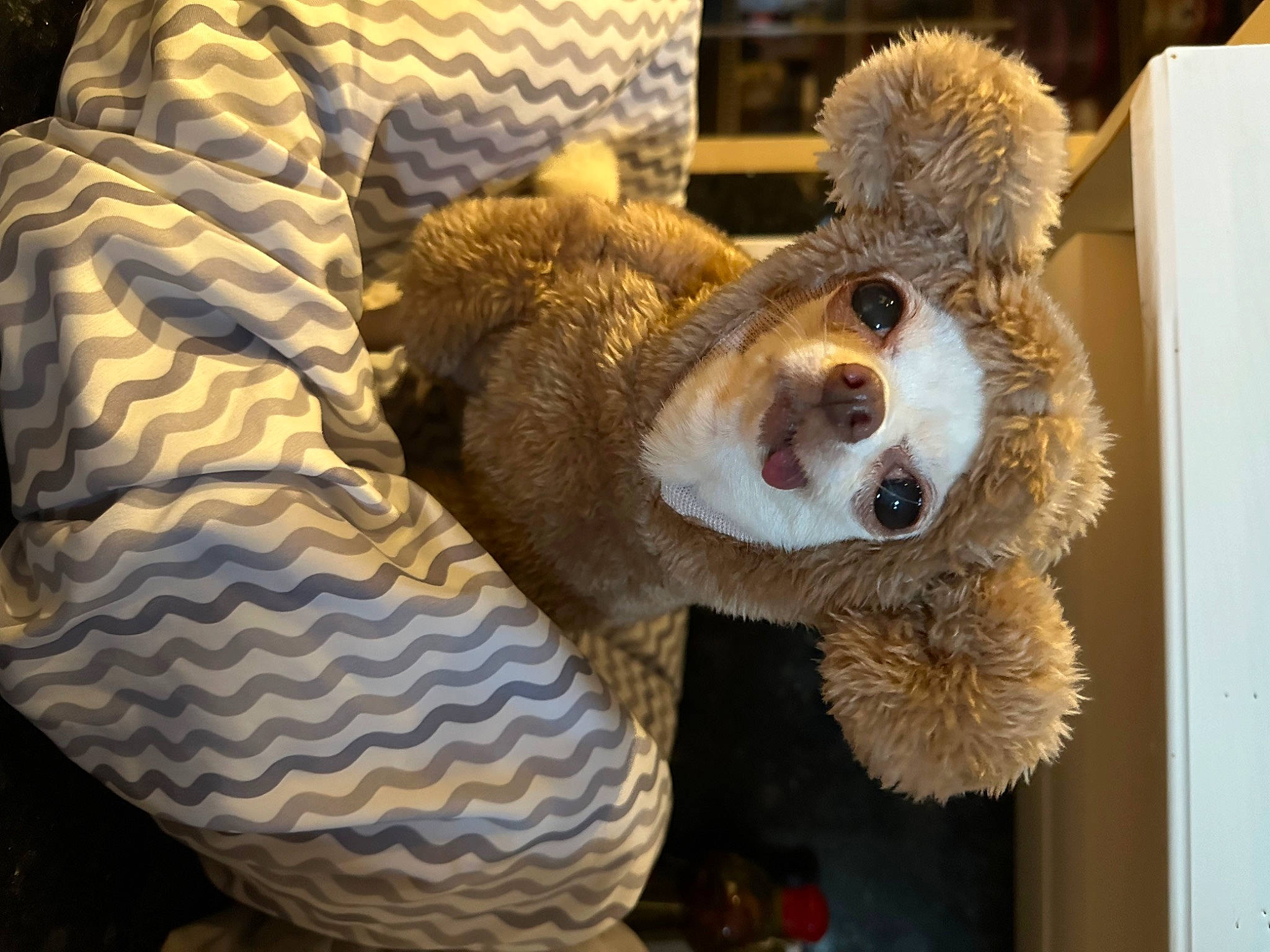 Ri Ri is registered to the contest to win money with this photo: art, bear, carnivore, comfort, fawn, fur, linens, mammal, pattern, plush, red_panda, snout, stuffed_toy, tail, terrestrial_animal, toy, whiskers, wildlife, wood