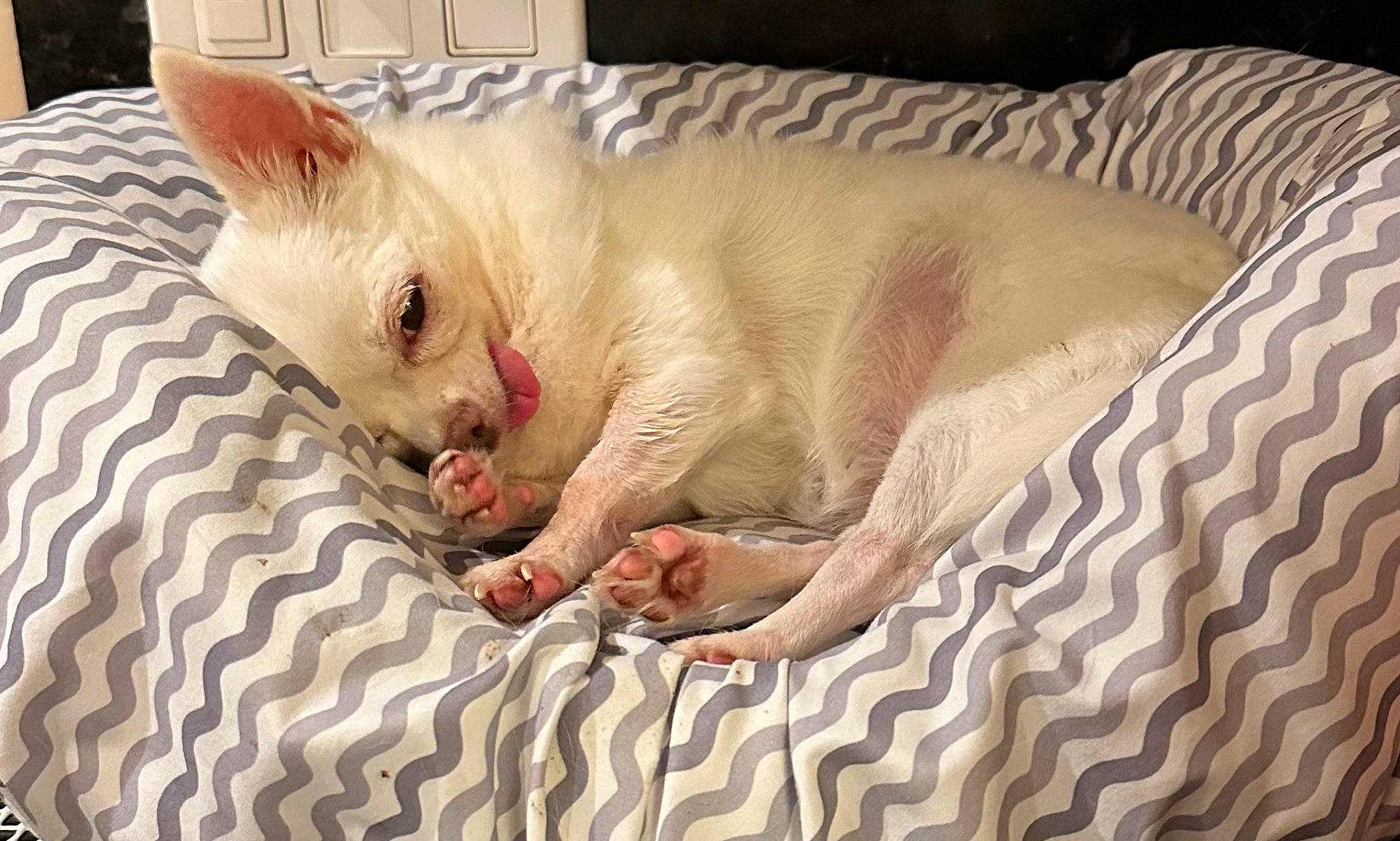 Ri Ri joined the competition — help win amazing prizes! bed, bedding, canidae, carnivore, cat, claw, comfort, duvet, fawn, felidae, fur, linens, nap, paw, sleep, small_to_medium_sized_cats, snout, tail, terrestrial_animal, whiskers