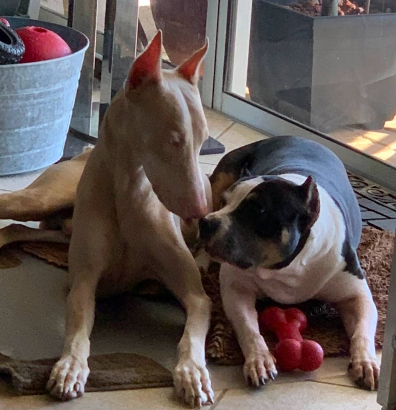 Dracarys is registered to the contest to win money with this photo: bored, boston_terrier, canidae, carnivore, collar, comfort, companion_dog, dog, dog_breed, dog_supply, fawn, flowerpot, houseplant, non_sporting_group, paw, snout, sporting_group, window, working_animal