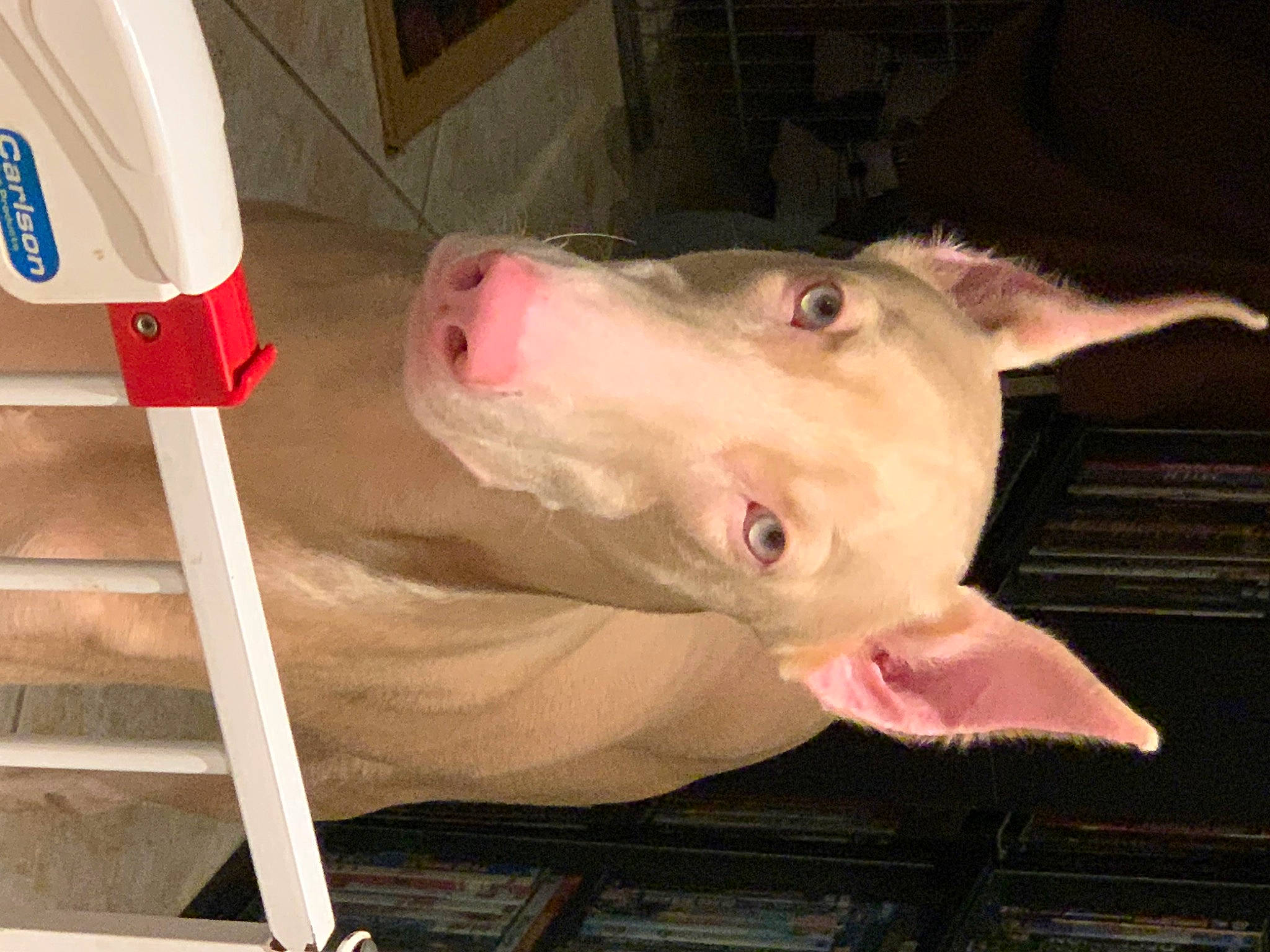 Dracarys is registered to the contest to win money with this photo: carmine, carnivore, composite_material, dog_breed, fawn, flesh, jaw, livestock, mammal, metal, non_sporting_group, pet_supply, snout, sporting_group, suidae, terrestrial_animal, vertebrate, working_animal