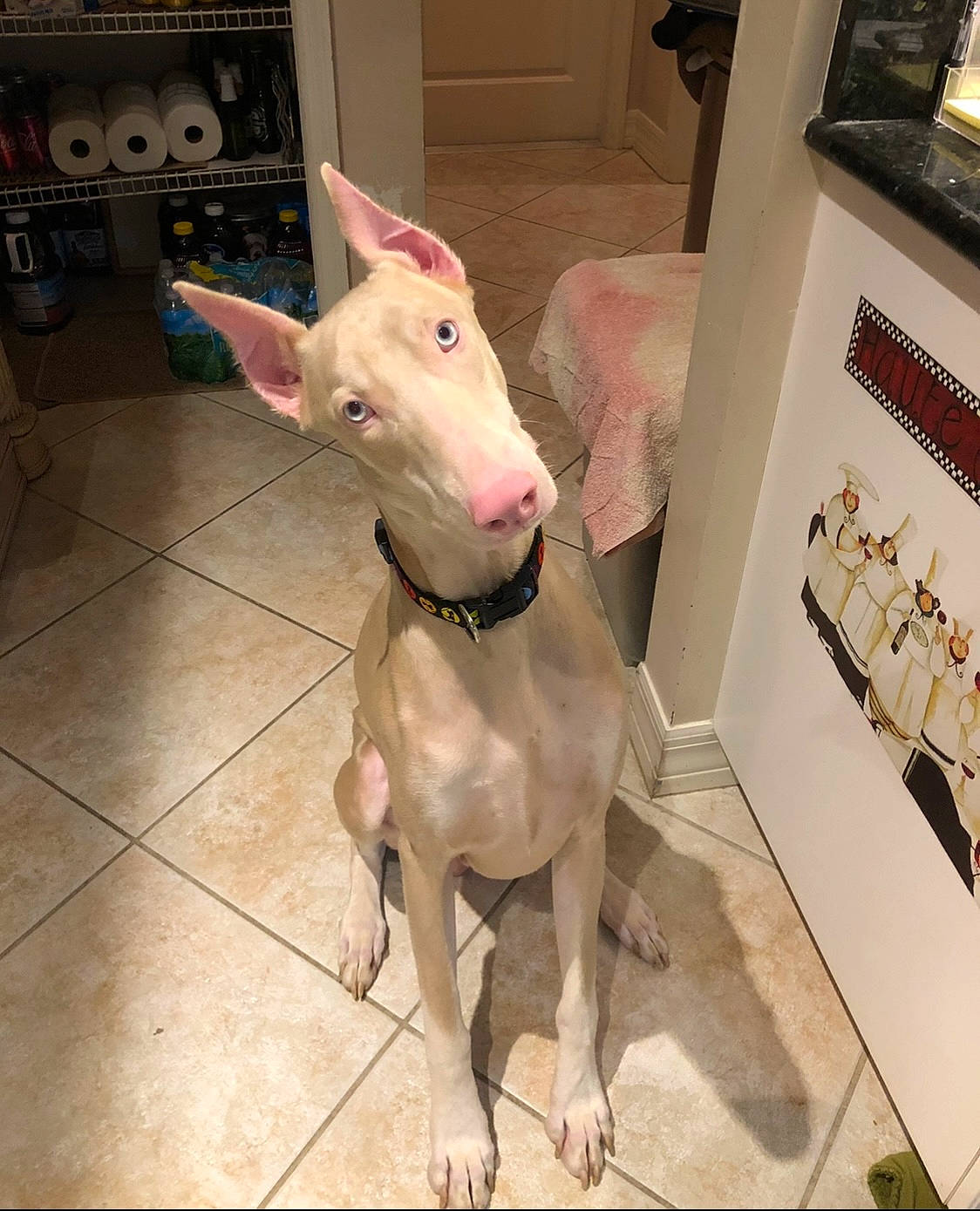 Dracarys joined the competition — help win amazing prizes! canidae, carnivore, collar, companion_dog, dog, dog_breed, dog_collar, dog_supply, ear, fawn, non_sporting_group, pet_supply, picture_frame, snout, sporting_group, tail, terrestrial_animal, whiskers, working_animal