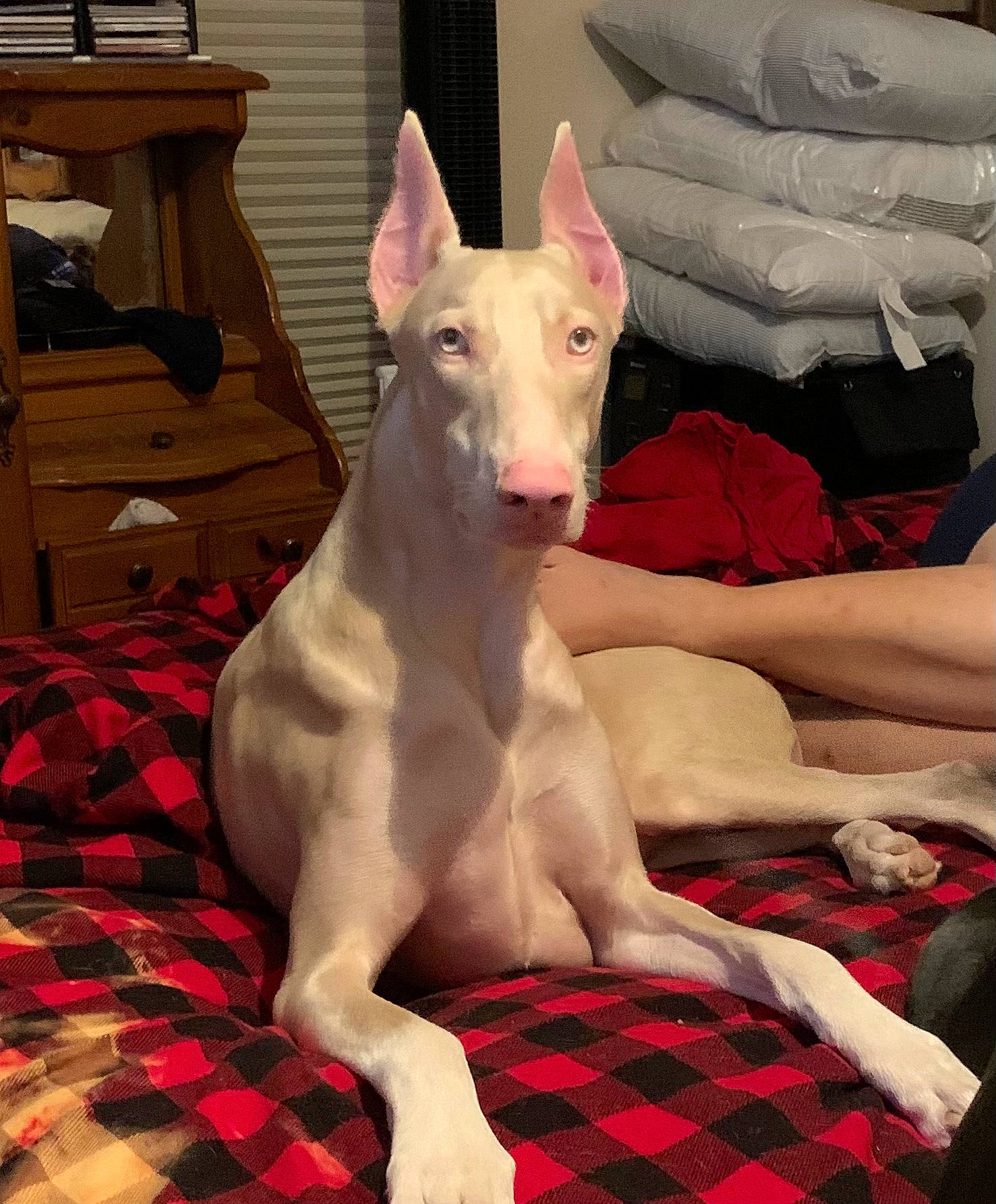 Dracarys joined the competition — help win amazing prizes! bull_terrier, bull_terrier_miniature, canidae, carnivore, collar, comfort, companion_dog, dog, dog_breed, fawn, pattern, plaid, snout, sporting_group, tail, tartan, terrestrial_animal, whiskers, wood, working_animal