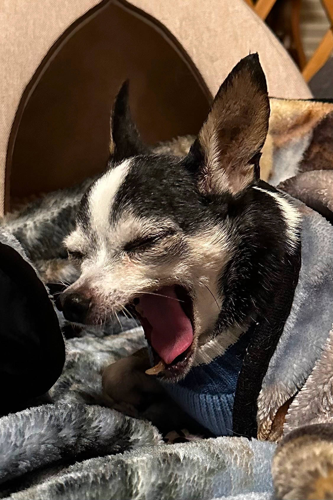 Drago is registered to the contest to win money with this photo: canidae, carmine, carnivore, companion_dog, corgi_chihuahua, dog, dog_breed, fang, jaw, non_sporting_group, paw, snout, sporting_group, terrestrial_animal, whiskers, working_animal