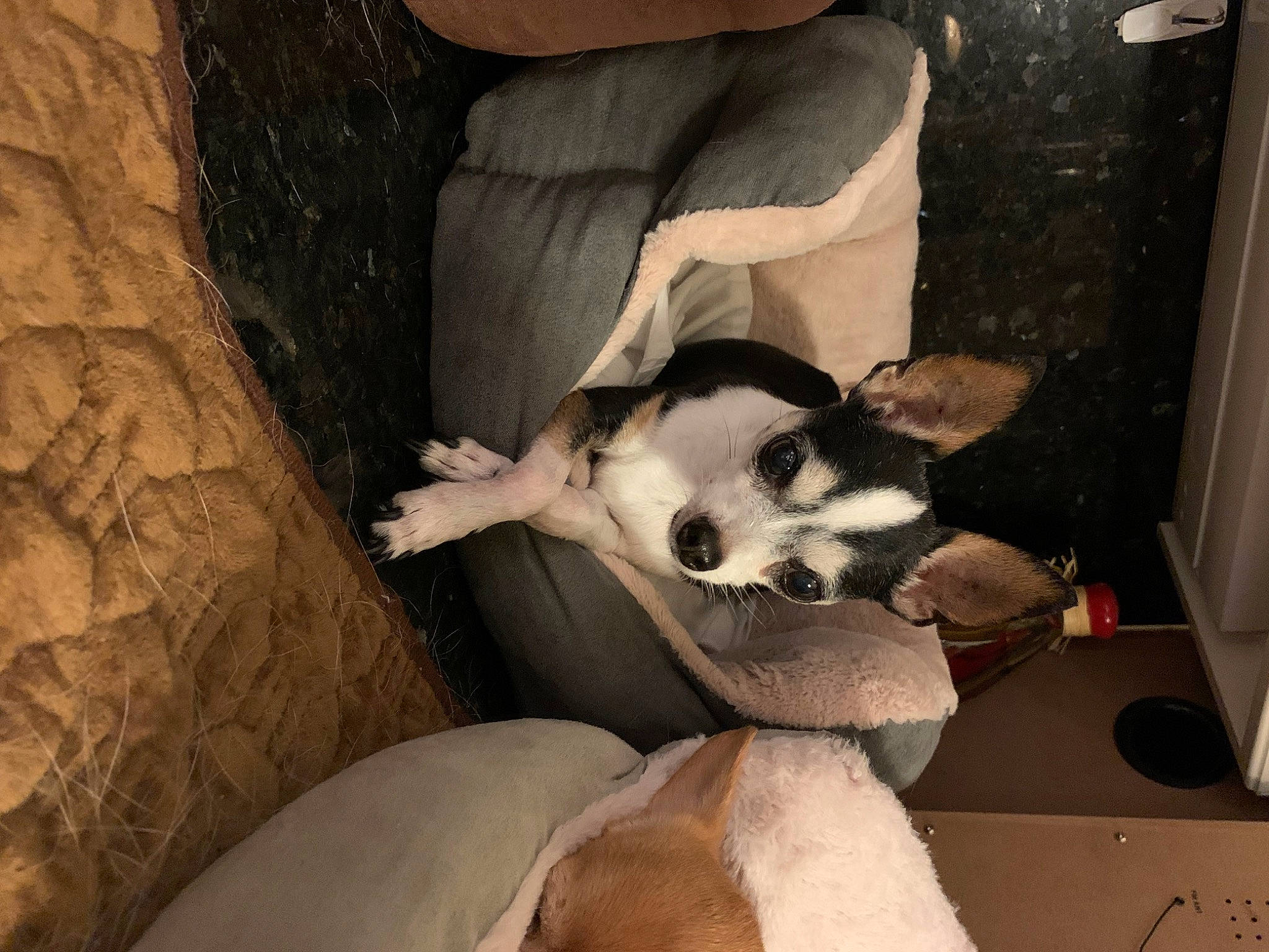 Drago joined the competition — help win amazing prizes! canidae, carnivore, comfort, companion_dog, dog, dog_breed, fawn, fur, non_sporting_group, paw, snout, sporting_group, terrestrial_animal, whiskers, wood, working_animal