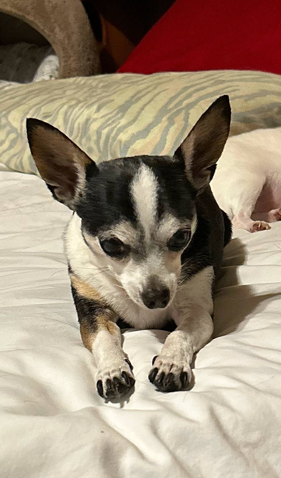 Drago joined the competition — help win amazing prizes! canidae, carnivore, comfort, companion_dog, dog, dog_breed, ear, eyelash, fur, linens, non_sporting_group, paw, puppy, sitting, snout, terrestrial_animal, toy_dog, whiskers, working_animal, working_dog