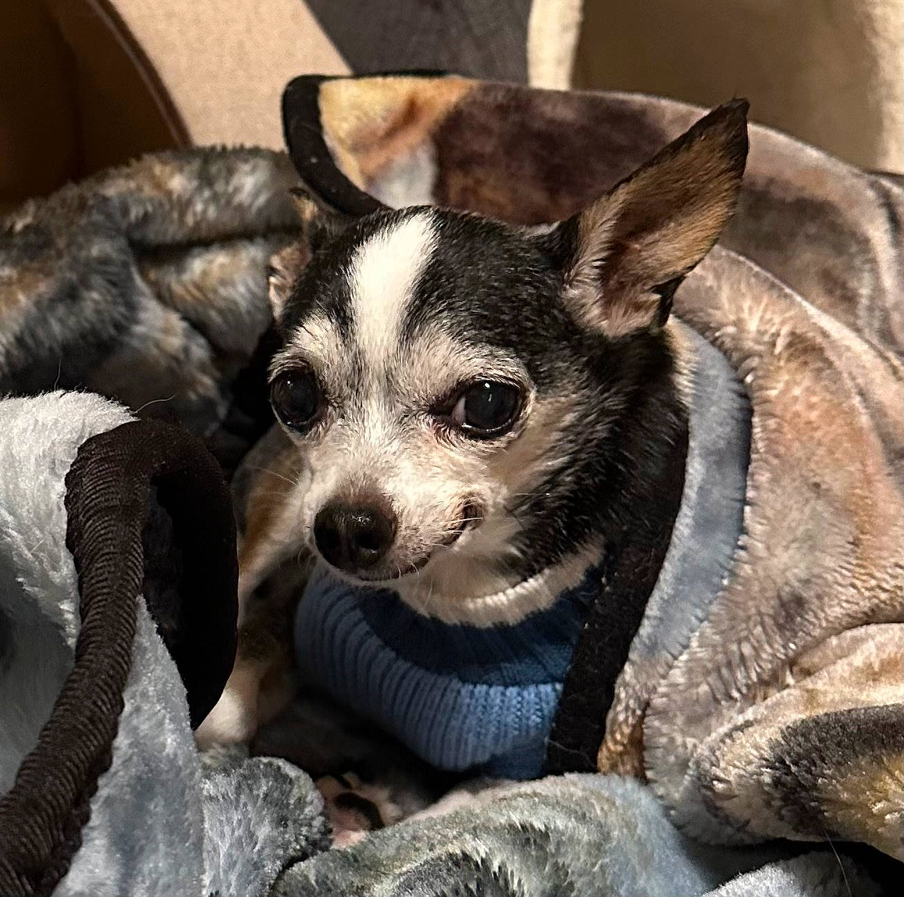 Drago is registered to the contest to win money with this photo: ancient_dog_breeds, canidae, carnivore, companion_dog, dog, dog_breed, dog_supply, ear, fawn, fur, herding_dog, non_sporting_group, sitting, snout, sporting_group, tail, terrestrial_animal, toy_dog, whiskers, working_animal