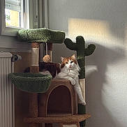 Uzi a rejoint le concours — aidez-le/la à gagner de superbes lots ! animal, cactus, cat, cat_tree, cozy, fluffy, furniture, home, indoors, longhair, lounging, orange_and_white, paw, pet, portrait, scratching_post, shadow, sitting, sunlight, window