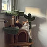 animal, cactus, cat, cat_tree, cozy, fluffy, furniture, home, indoors, longhair, lounging, orange_and_white, paw, pet, portrait, scratching_post, shadow, sitting, sunlight, window
