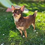 Spooky a rejoint le concours — aidez-le/la à gagner de superbes lots ! dog, chihuahua, small_dog, brown_dog, outdoor, grass, greenery, sunlight, pet, animal, cute, standing, ears, tail, nature, daylight, flower, portrait, alert, canine