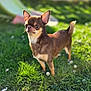dog, chihuahua, small_dog, brown_dog, outdoor, grass, greenery, sunlight, pet, animal, cute, standing, ears, tail, nature, daylight, flower, portrait, alert, canine