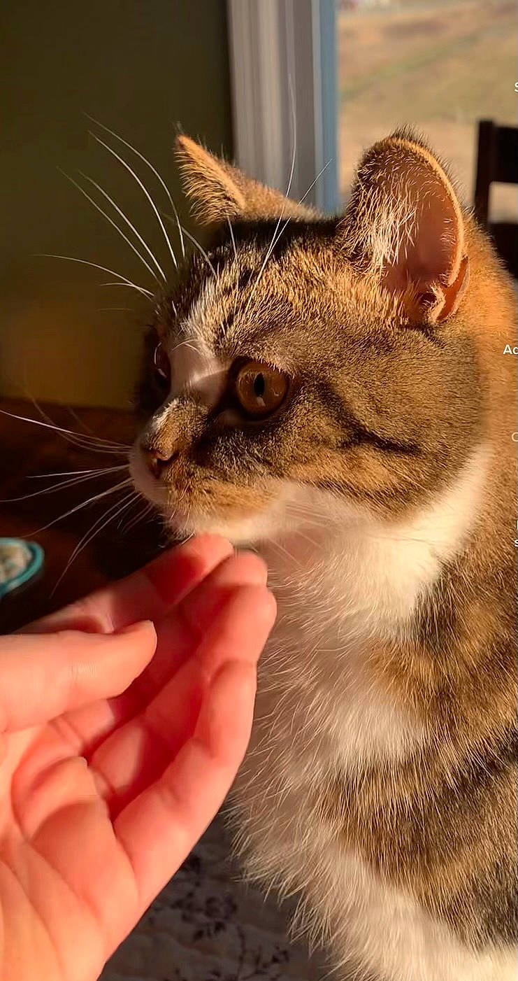 Jeremy joined the competition — help win amazing prizes! carnivore, cat, claw, close_up, domestic_short_haired_cat, ear, fawn, felidae, fur, gesture, grass, hand, iris, nail, paw, small_to_medium_sized_cats, snout, terrestrial_animal, whiskers, wildlife