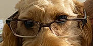 Ruthie is registered to the contest to win money with this photo: dog, glasses, close_up, pet, fluffy, brown_fur, cute, portrait, animal, indoors, face, snout, ears, whiskers, nose, canine, eyewear, adorable, muzzle, companion