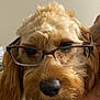 dog, glasses, close_up, pet, fluffy, brown_fur, cute, portrait, animal, indoors, face, snout, ears, whiskers, nose, canine, eyewear, adorable, muzzle, companion