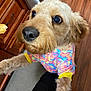 Ruthie joined the competition — help win amazing prizes! dog, pet, close_up, colorful_clothing, curious, indoors, wooden_floor, cabinet, poodle_mix, fur, brown_fur, black_nose, wide_eyes, playful, waiting, treat, animal, companion, cute, portrait