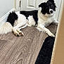 dog, black_and_white, border_collie, indoor, wooden_floor, door, mat, pet, animal, laying_down, curious, fur, ears, paws, flooring, domestic, companion, resting, looking_up, household