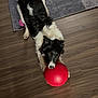 dog, black_and_white, red_ball, wooden_floor, rug, playful, indoor, pet, animal, stretching, toy, mouth, fur, tail, ears, flooring, domestic, canine, active, companion