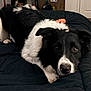 dog, border_collie, black_and_white, lying_down, bedroom, blanket, pet, canine, indoor, fur, ears, nose, eyes, carpet, door, relaxed, animal, domestic_animal, companion, resting