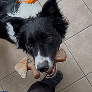 Frankie joined the competition — help win amazing prizes! dog, black_and_white, toy, bone, floor, tile, playing, pet, canine, looking_up, indoor, owner, feet, casual_clothing, colorful_toy, chewing, happy, close_up, companionship, domestic