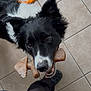 dog, black_and_white, toy, bone, floor, tile, playing, pet, canine, looking_up, indoor, owner, feet, casual_clothing, colorful_toy, chewing, happy, close_up, companionship, domestic