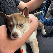 Winter is registered to the contest to win money with this photo: dog, puppy, husky, person, arm, car_interior, steering_wheel, drink, plastic_cup, straw, blue_eyes, black_shirt, bracelet, window, seat, casual, holding, relaxed, indoor, transportation