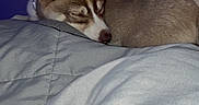 Winter is registered to the contest to win money with this photo: animal, bed, blanket, canine, comfort, companion, cozy, dog, ears, fur, indoor, napping, pet, purple_wall, quiet, relax, rest, sleeping, snout, soft