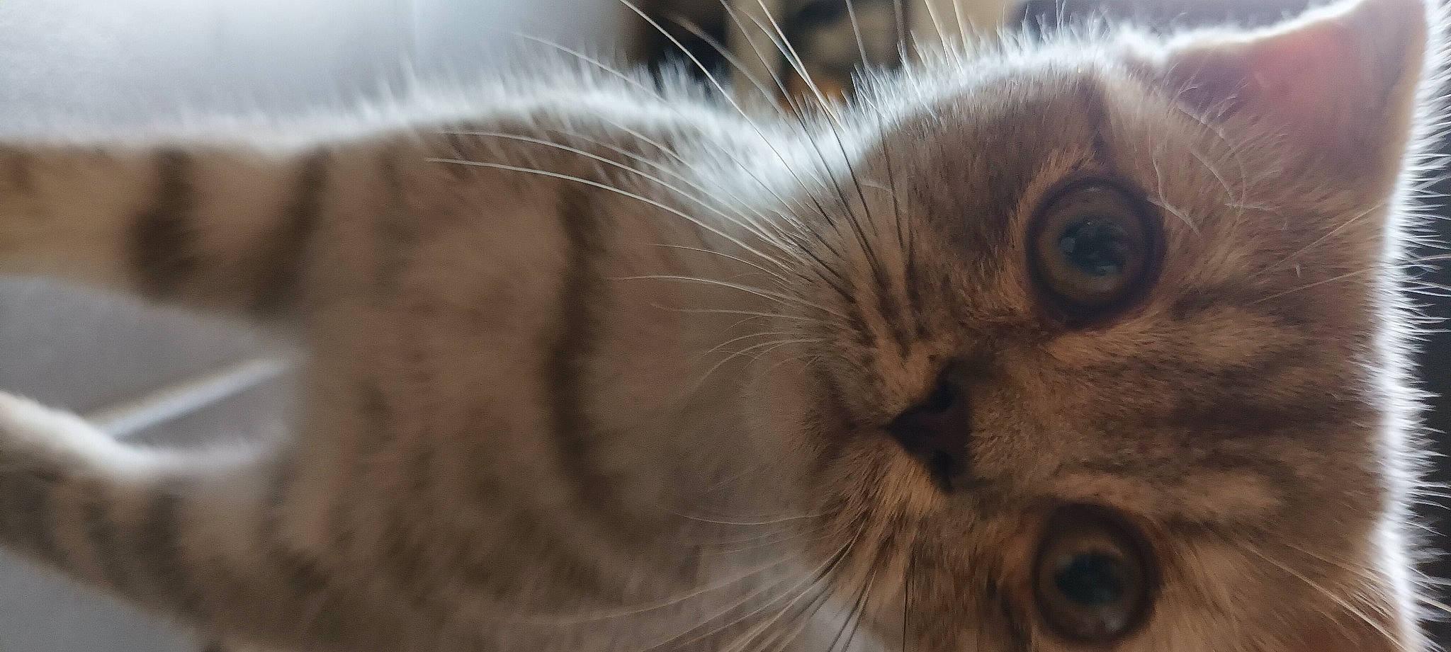 Loona participe au concours pour gagner de l'argent avec cette photo : carnivore, cat, claw, close_up, comfort, domestic_short_haired_cat, ear, fawn, felidae, fur, macro_photography, paw, small_to_medium_sized_cats, snout, terrestrial_animal, whiskers, wood