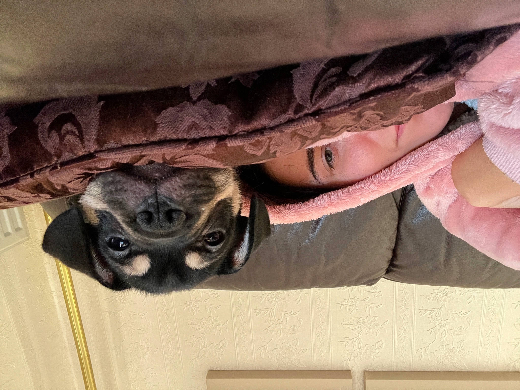 Rex joined the competition — help win amazing prizes! bat, bone, carnivore, dog_breed, door, eye, eyewear, fawn, fur, grey, leg, pattern, skull, sleeve, snout, terrestrial_animal, tints_and_shades, window, wood, working_animal