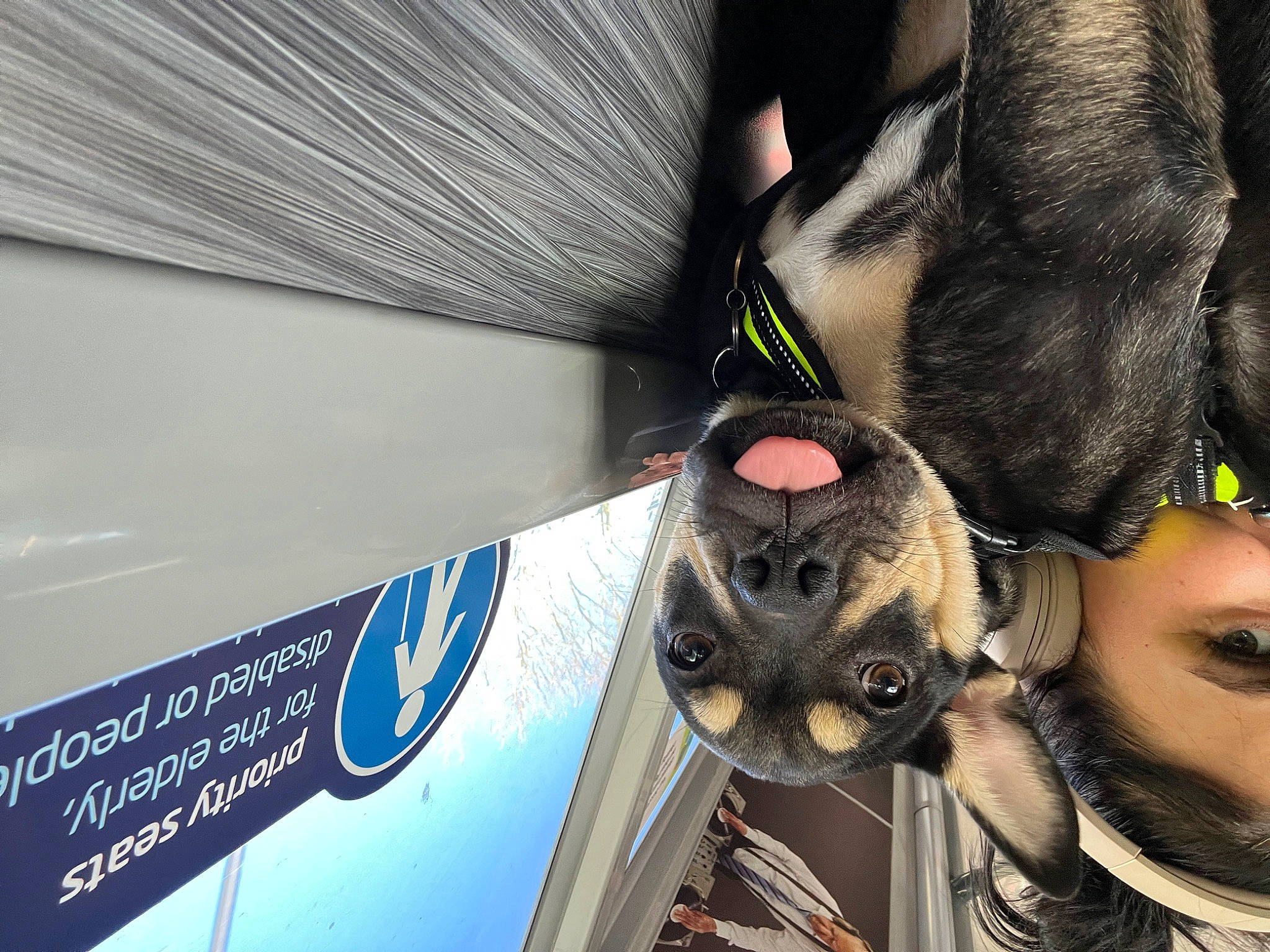 Rex is registered to the contest to win money with this photo: auto_part, automotive_exterior, carnivore, companion_dog, dog, dog_breed, eyewear, fawn, foot, fur, goggles, motor_vehicle, personal_protective_equipment, snout, sporting_group, sunglasses, vehicle_door, vision_care, whiskers, working_animal