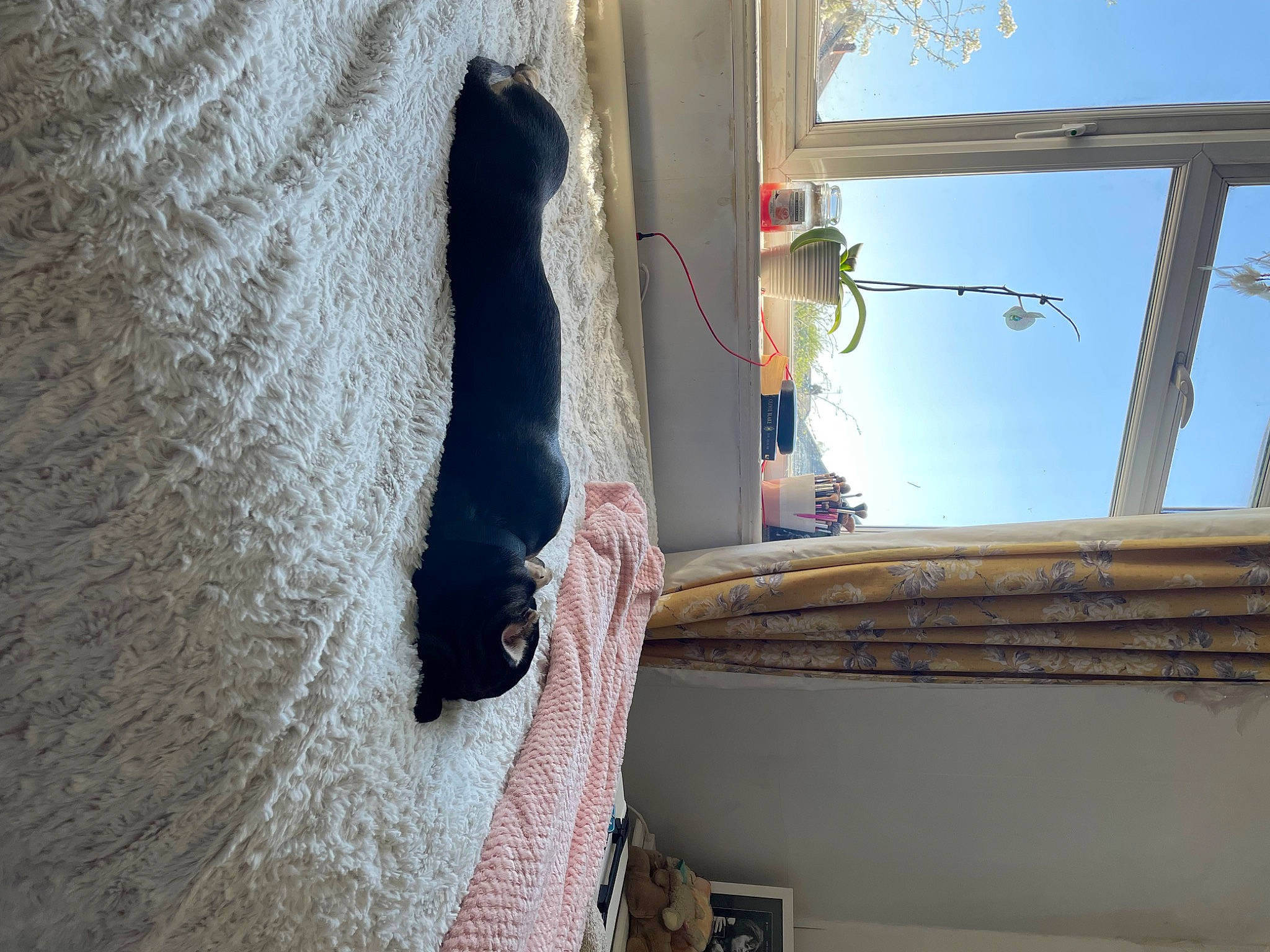 Rex joined the competition — help win amazing prizes! building, composite_material, concrete, door, electrical_supply, electrical_wiring, felidae, fur, plaster, room, rope, shadow, sky, small_to_medium_sized_cats, tail, tints_and_shades, water, window, wire, wood