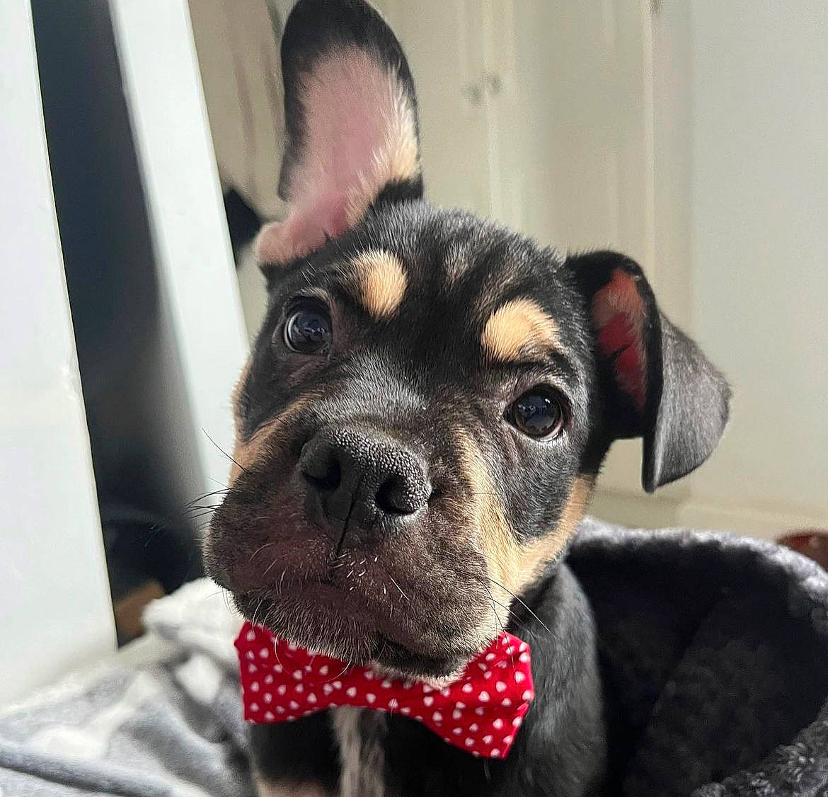 Rex joined the competition — help win amazing prizes! canidae, carnivore, collar, companion_dog, dog, dog_breed, dog_collar, dog_supply, ear, eye, fawn, fur, head, jaw, snout, sporting_group, terrestrial_animal, toy_dog, whiskers, working_animal