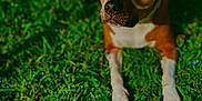 Lilybug joined the competition — help win amazing prizes! dog, grass, sunglasses, bubble, outdoor, sunlight, pet, animal, lying_down, brown_coat, white_paws, playful, summer, nature, cute, close_up, funny_accessory, relaxed, canine, greenery