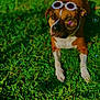 dog, grass, sunglasses, bubble, outdoor, sunlight, pet, animal, lying_down, brown_coat, white_paws, playful, summer, nature, cute, close_up, funny_accessory, relaxed, canine, greenery