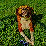 dog, grass, outdoor, sunlight, sunglasses, bubbles, pet, relaxing, brown_and_white, animal, summer, happy, nature, playful, closeup, sunshine, cute, paw, daytime, leisure