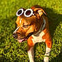 dog, sunglasses, grass, outdoor, pet, brown, white, daisy, sunlight, happy, tongue_out, canine, summer, nature, relaxed, animal, playful, cute, portrait, accessory