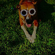 Lilybug joined the competition — help win amazing prizes! dog, grass, sunglasses, outdoor, sunlight, pet, canine, happy, brown, white, tongue, summer, nature, flower_glasses, animal, playful, cheerful, funny, relaxed, green
