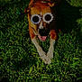dog, grass, sunglasses, outdoor, sunlight, pet, canine, happy, brown, white, tongue, summer, nature, flower_glasses, animal, playful, cheerful, funny, relaxed, green