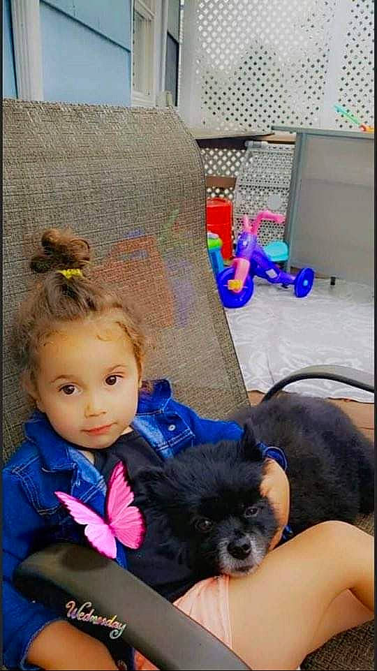 Celeste is registered to the contest to win money with this photo: canidae, carnivore, child, companion_dog, dog, dog_breed, person, toddler, yorkshire_terrier