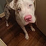 Diamond is registered to the contest to win money with this photo: dog, blue_eyes, pink_nose, spotted_fur, standing, wooden_floor, indoor, curious, pet, animal, ears_up, close_up, looking_up, domestic_animal, canine, companion, brown_spots, white_fur, flooring, doorway
