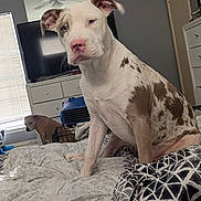 Diamond joined the competition — help win amazing prizes! dog, bed, blanket, furniture, dressed_room, television, mirror, window, curtain, indoor, pet, canine, resting, bedroom, drawer, floor, animal, comfort, spot, pink_nose