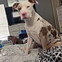 dog, bed, blanket, furniture, dressed_room, television, mirror, window, curtain, indoor, pet, canine, resting, bedroom, drawer, floor, animal, comfort, spot, pink_nose